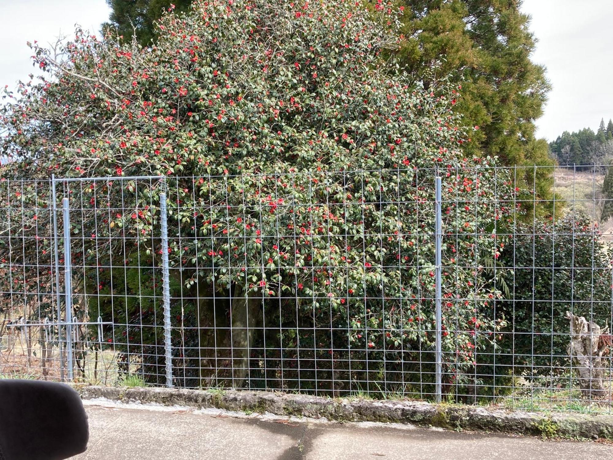 体験型農家民泊「お陽さまと風」 Bungoono Exterior foto