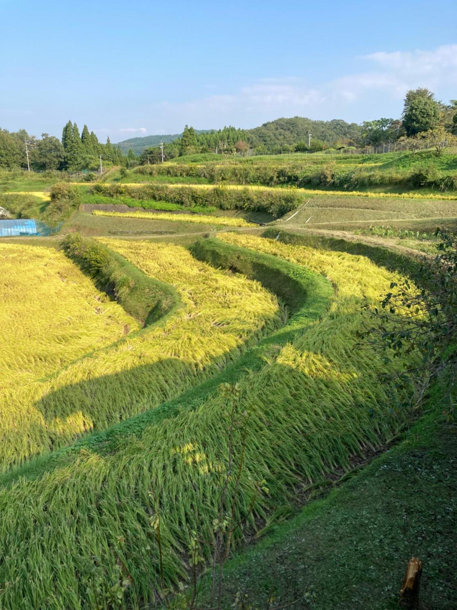 体験型農家民泊「お陽さまと風」 Bungoono Exterior foto